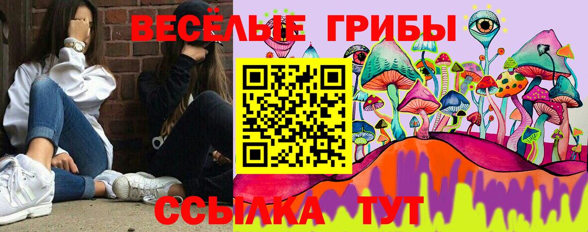 Галлюциногенные грибы Psilocybe Мичуринск